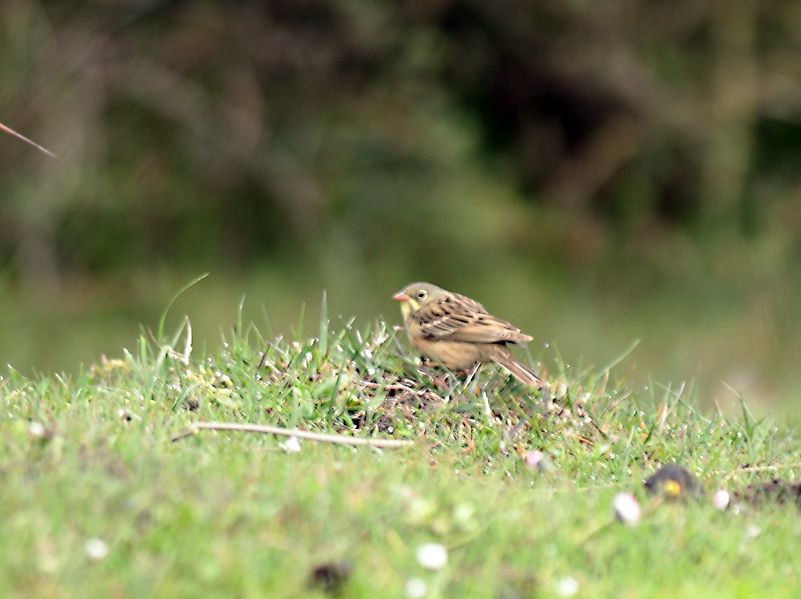 Ortolan Bunting