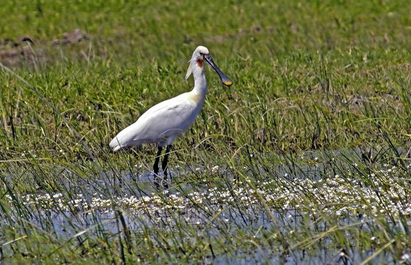 Eurasian Spoonbill