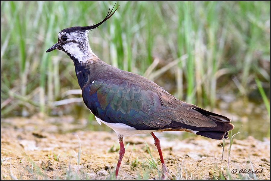 Northern Lapwing