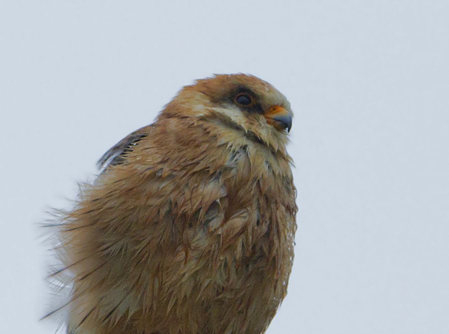 Red-footed Falcon