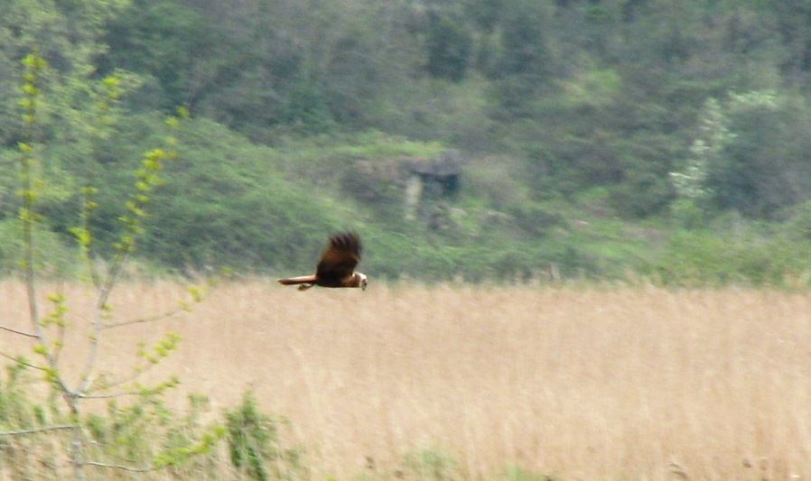 Western Marsh Harrier