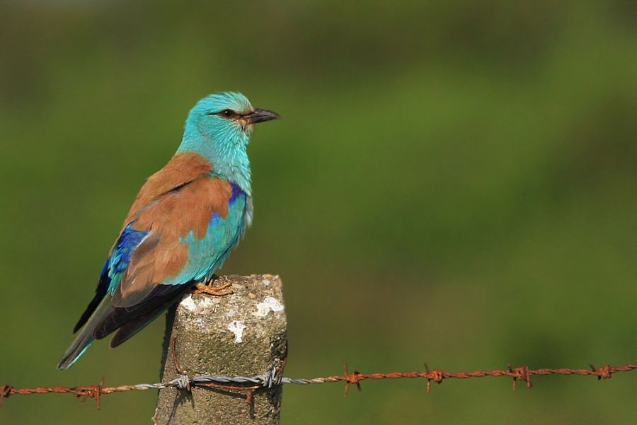 European Roller