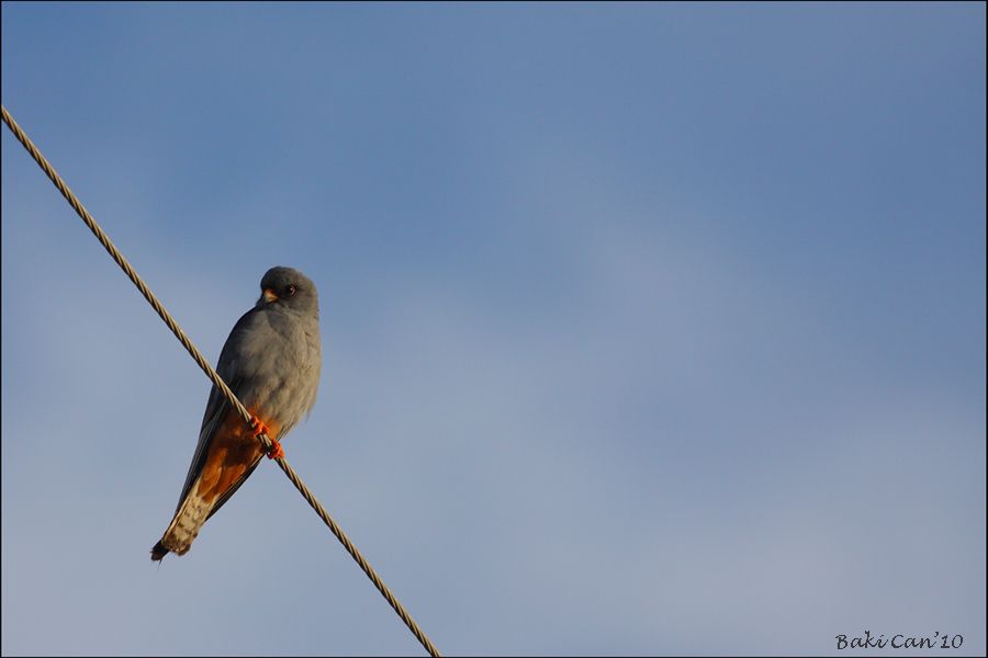 Red-footed Falcon