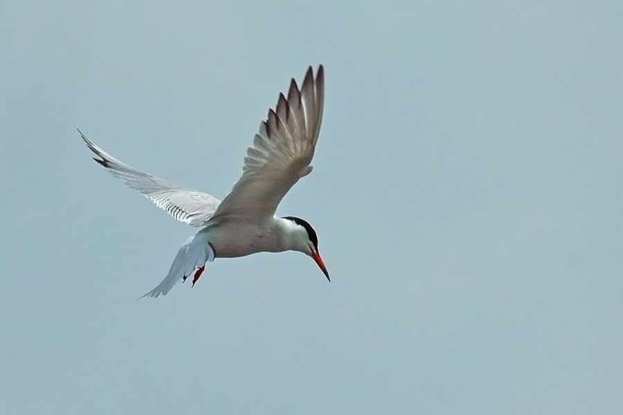 Common Tern