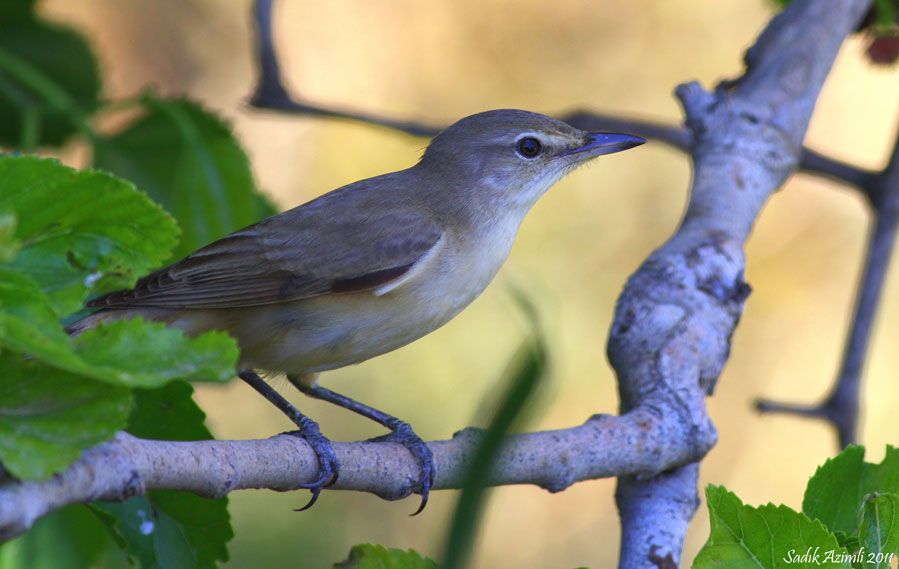 Garden Warbler