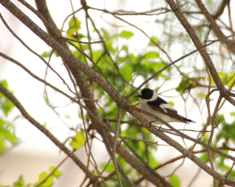 Collared Flycatcher