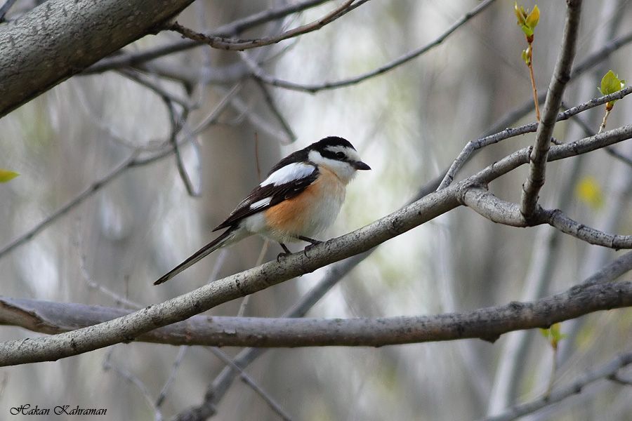 Masked Shrike