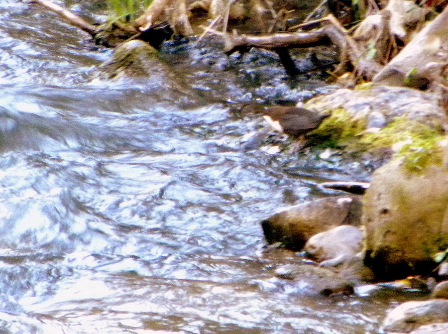 White-throated Dipper