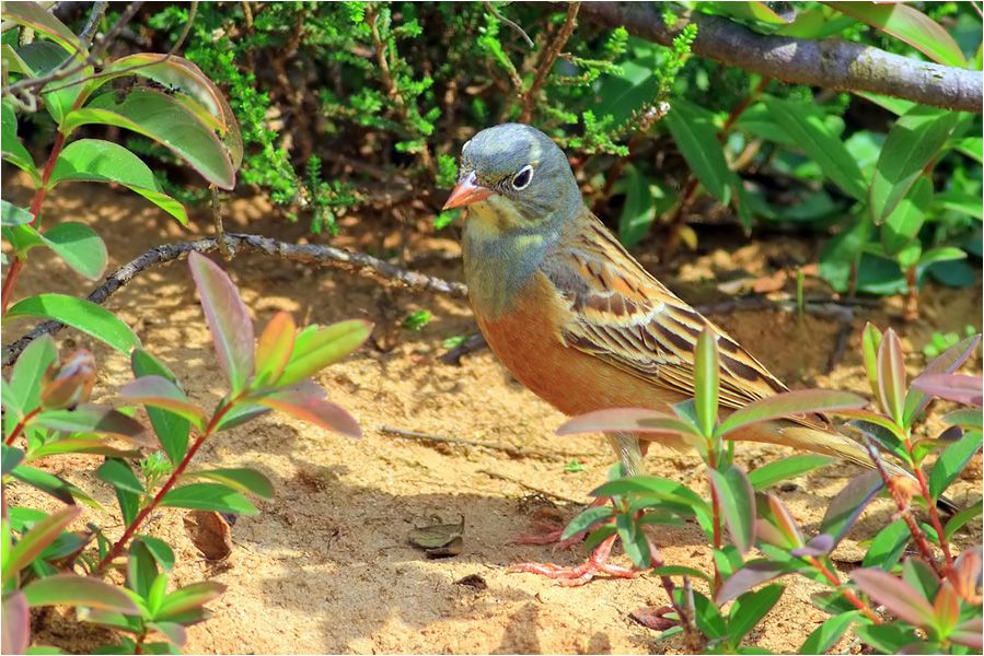 Ortolan Bunting