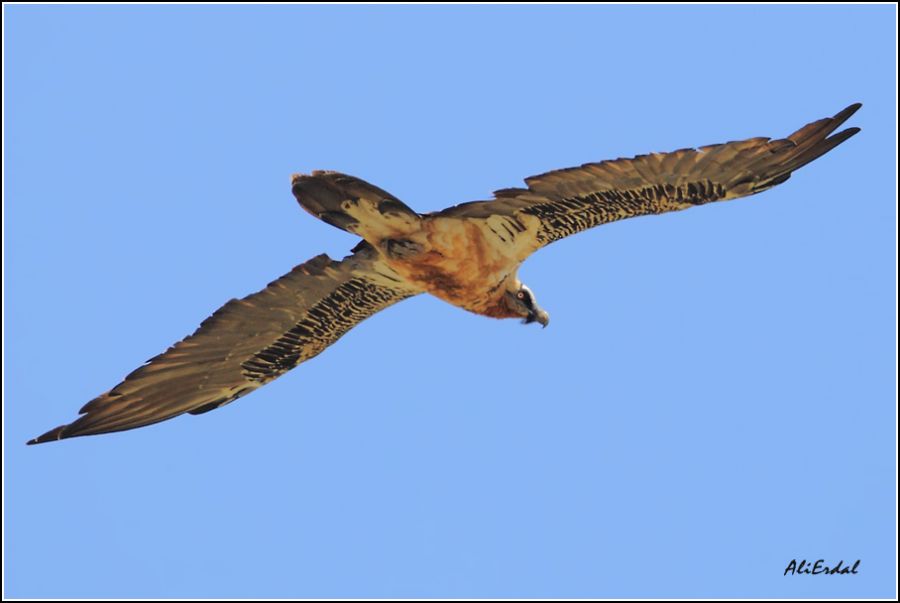 Bearded Vulture