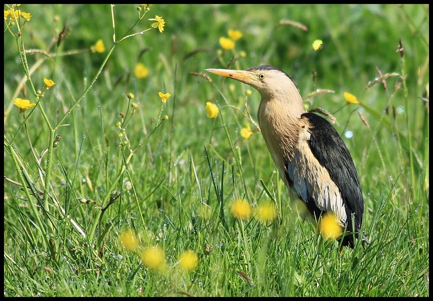 Little Bittern