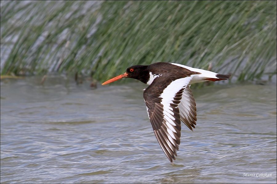 Eurasian Oystercatcher
