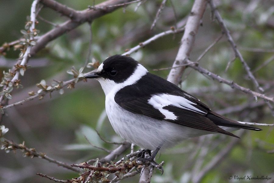 Collared Flycatcher