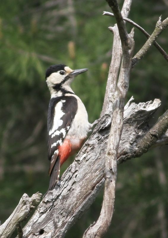 Syrian Woodpecker
