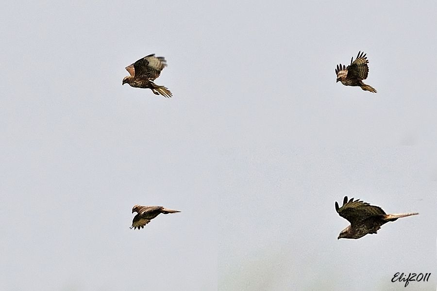 Common Buzzard