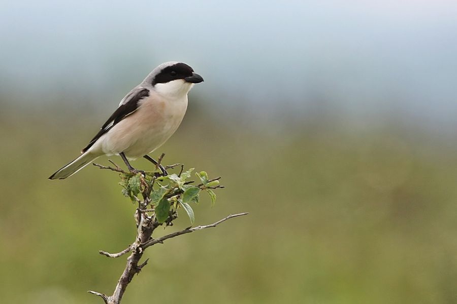 Lesser Grey Shrike