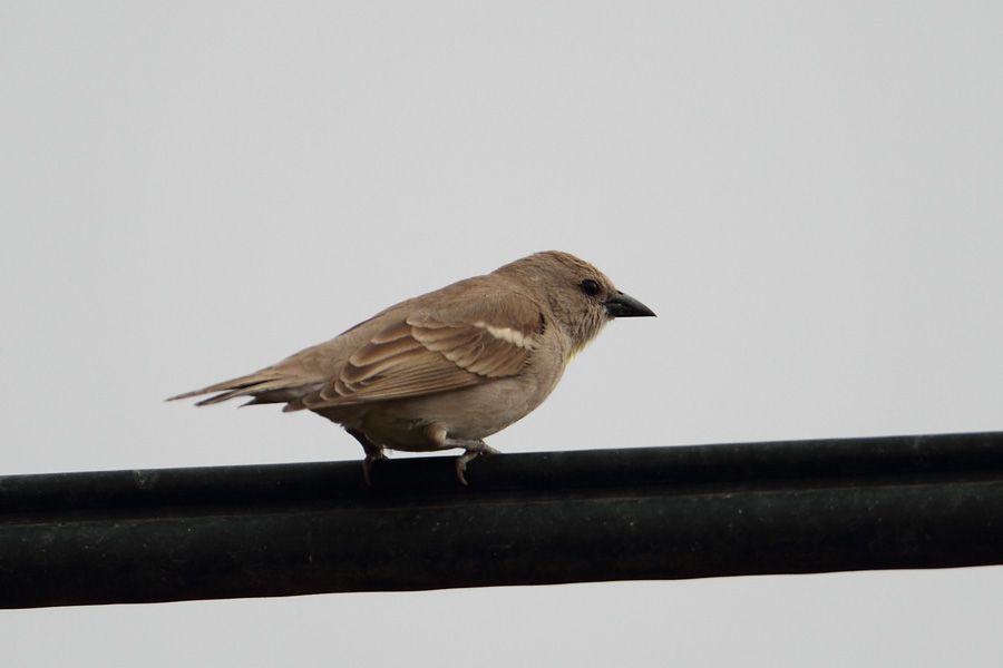 Yellow-throated Sparrow