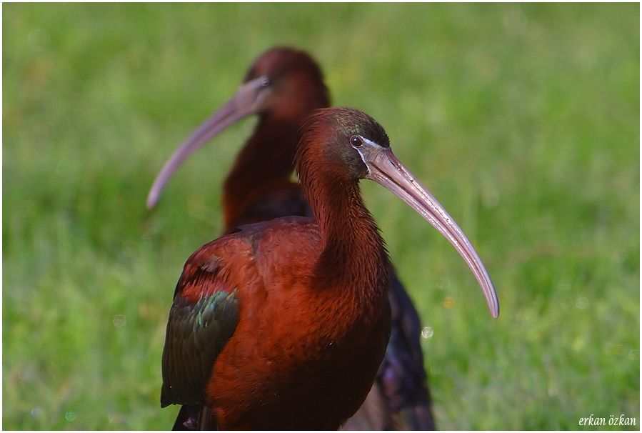 Glossy Ibis