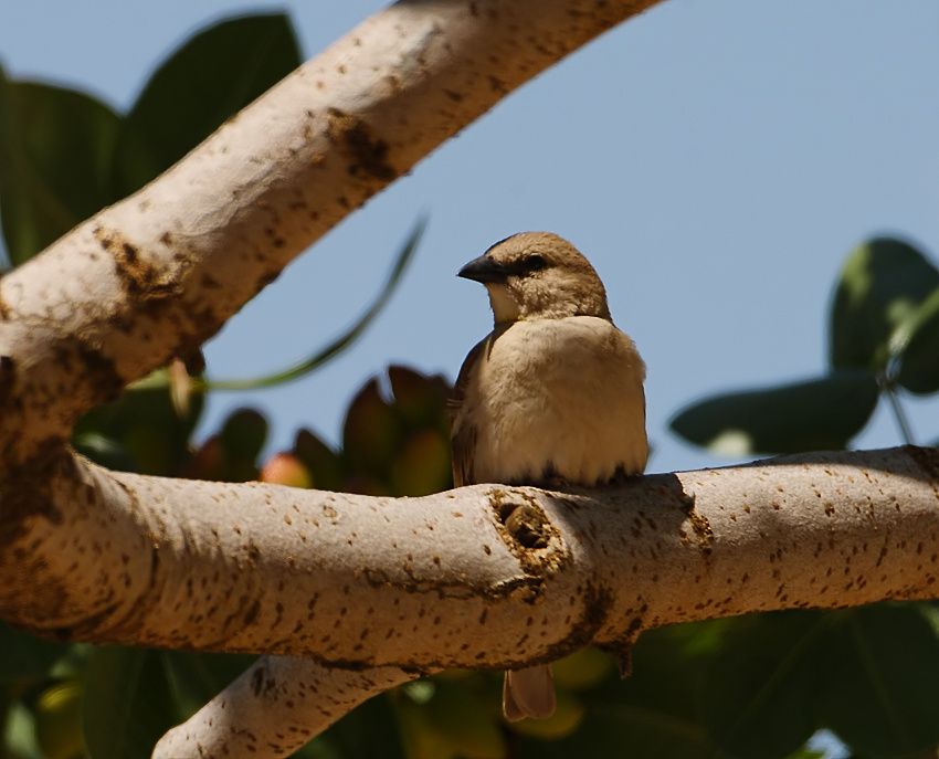Yellow-throated Sparrow