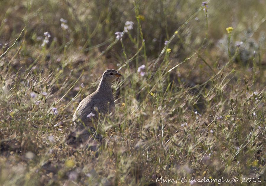 See-see Partridge