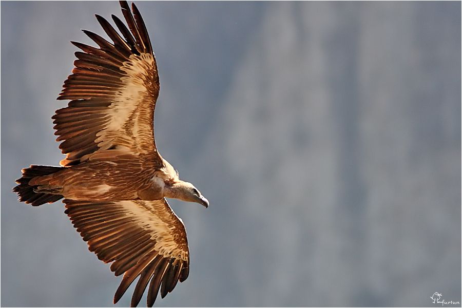 Griffon Vulture