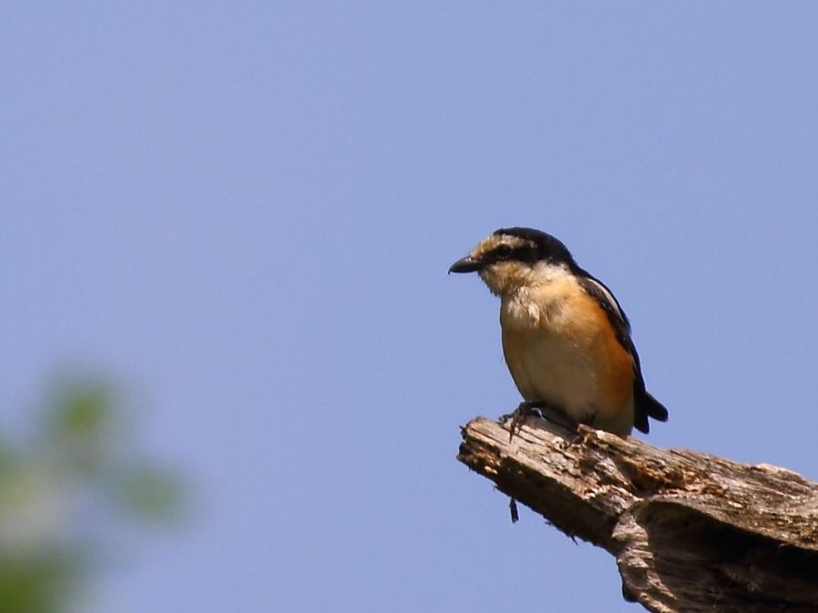 Masked Shrike