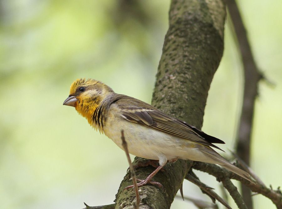 Common Rosefinch