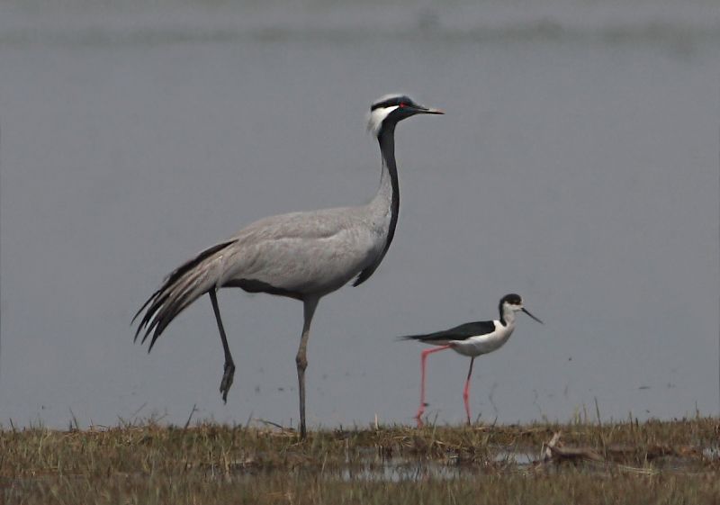 Demoiselle Crane