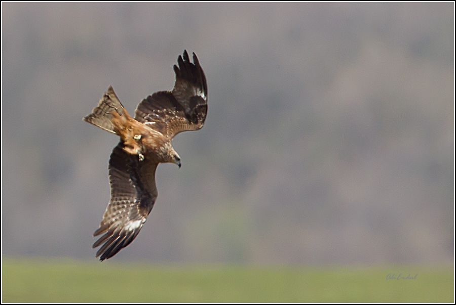 Black Kite