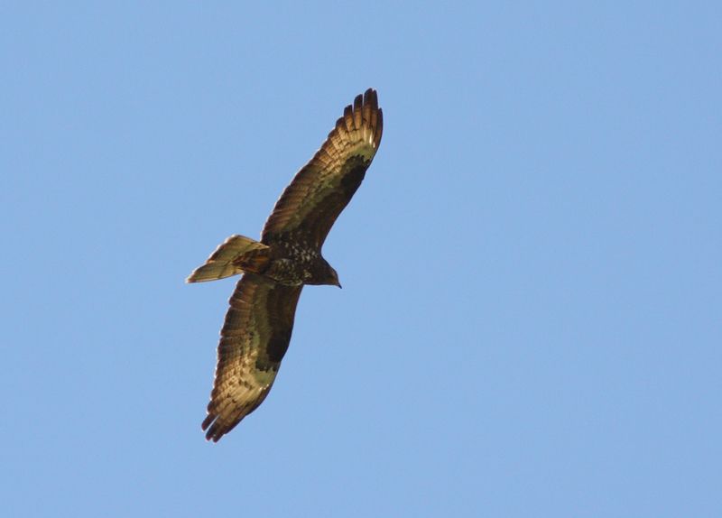 European Honey Buzzard