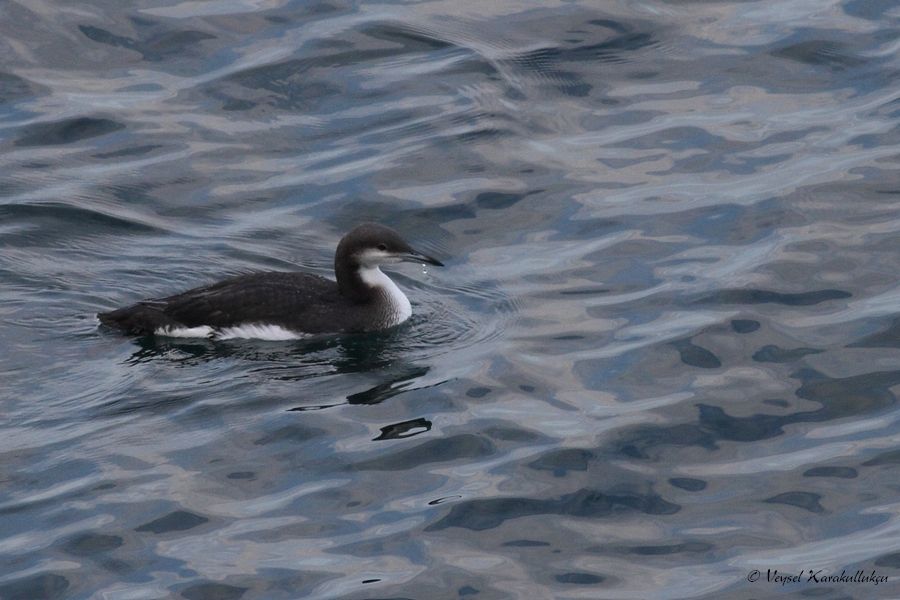 Black-throated Loon