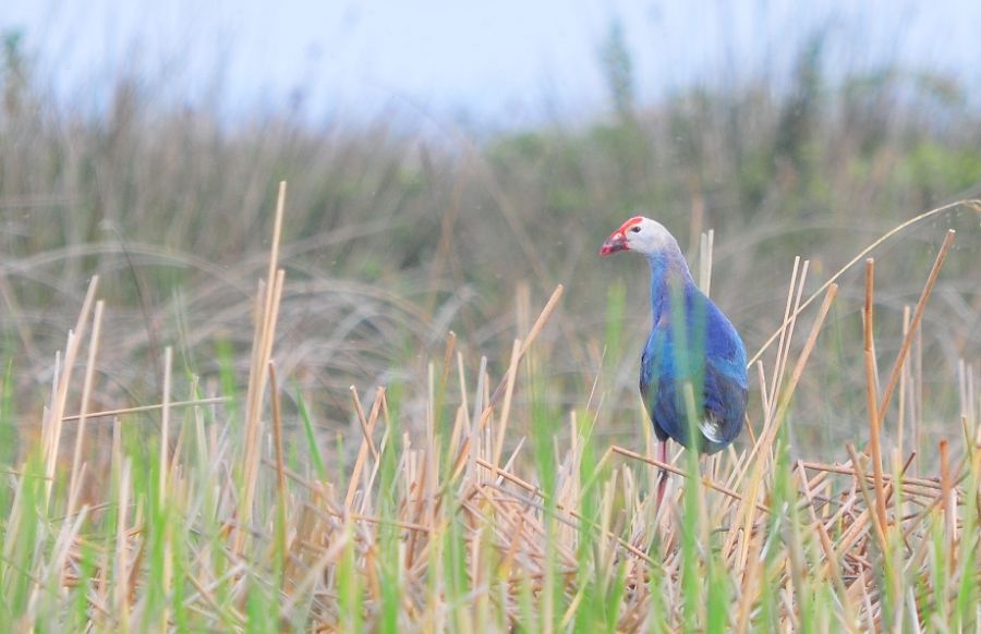 Grey-headed Swamphen