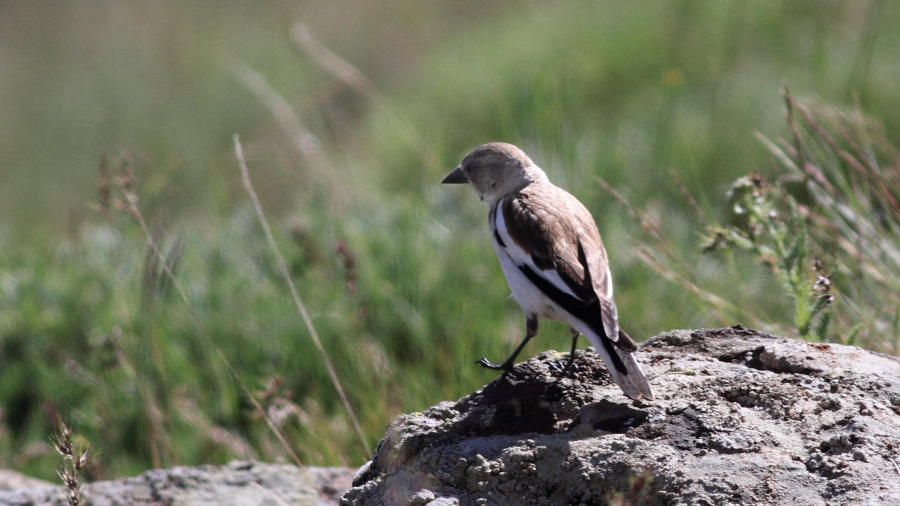 White-winged Snowfinch