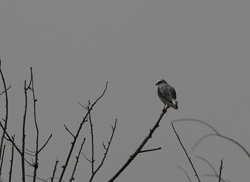 Black-winged Kite