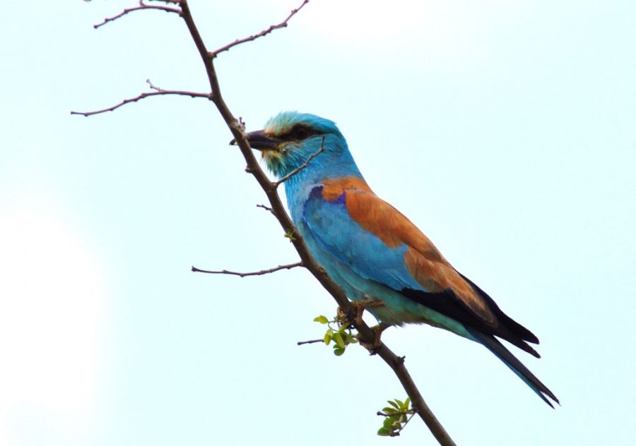 European Roller