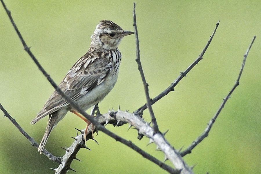 Woodlark