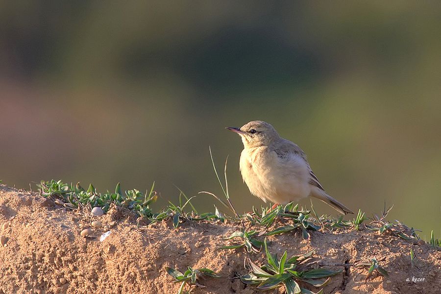 Tawny Pipit