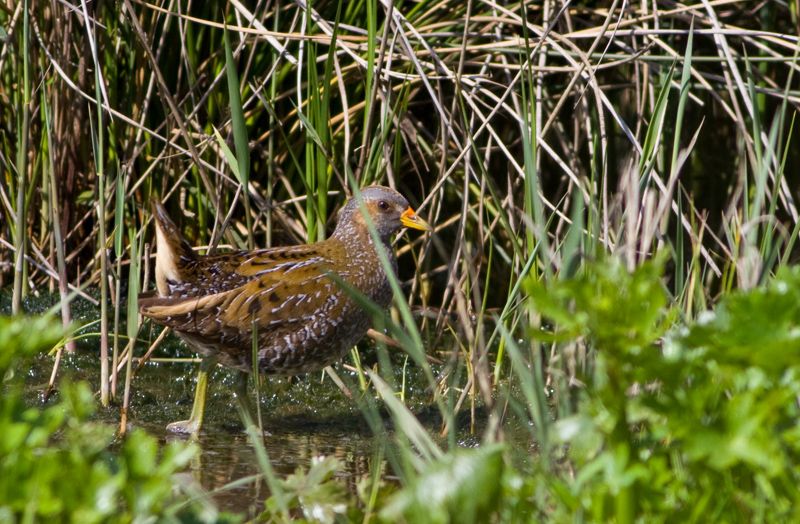 Spotted Crake