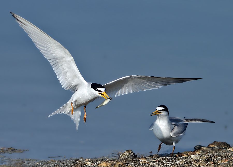 Little Tern