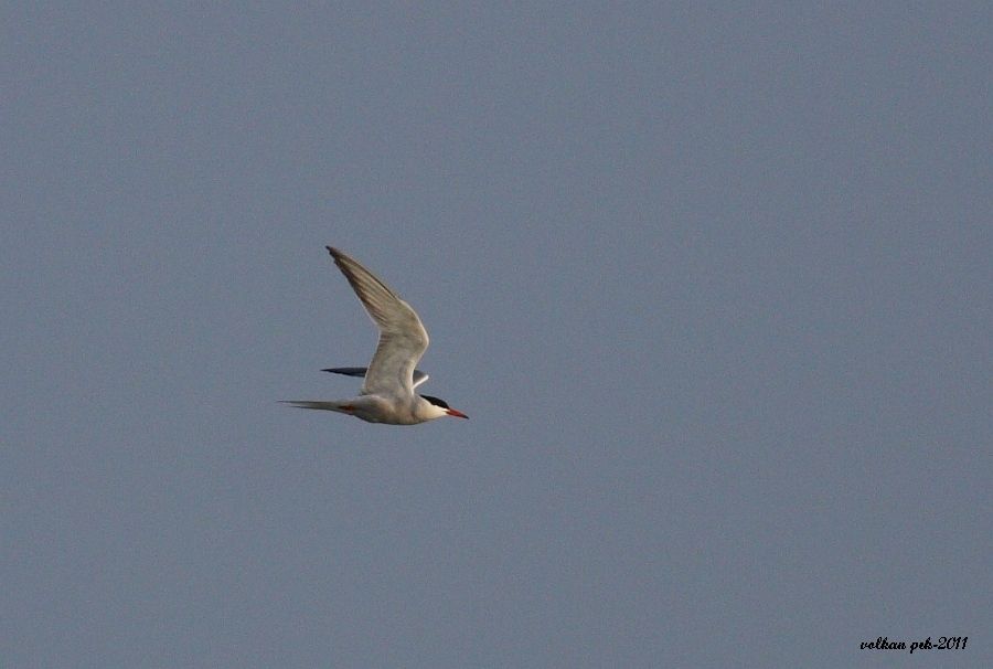 Common Tern