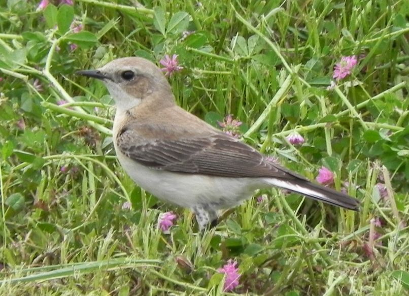 Northern Wheatear