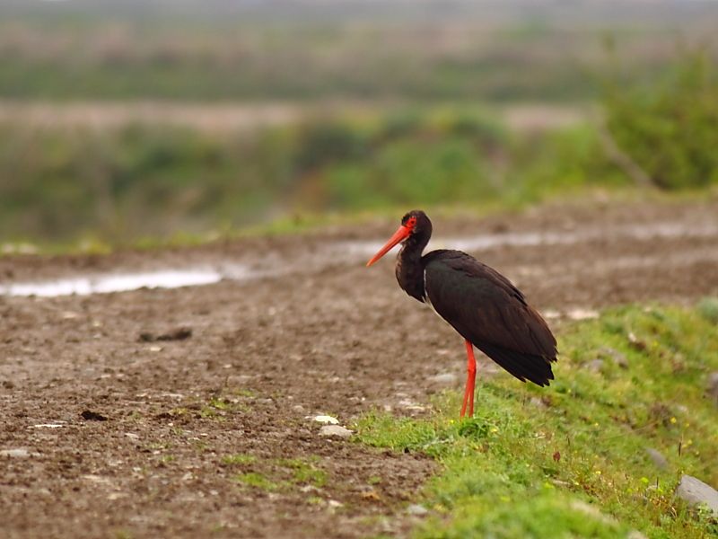 Black Stork