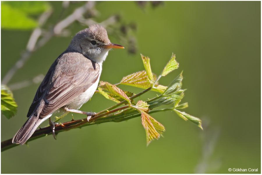 Eastern Olivaceous Warbler