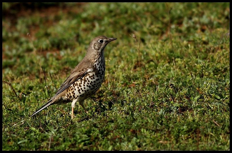 Mistle Thrush