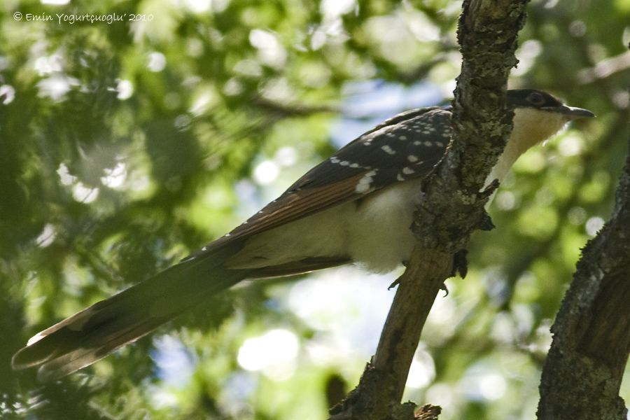 Great Spotted Cuckoo