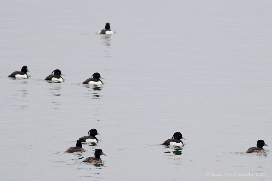 Tufted Duck