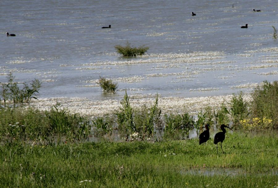 Glossy Ibis