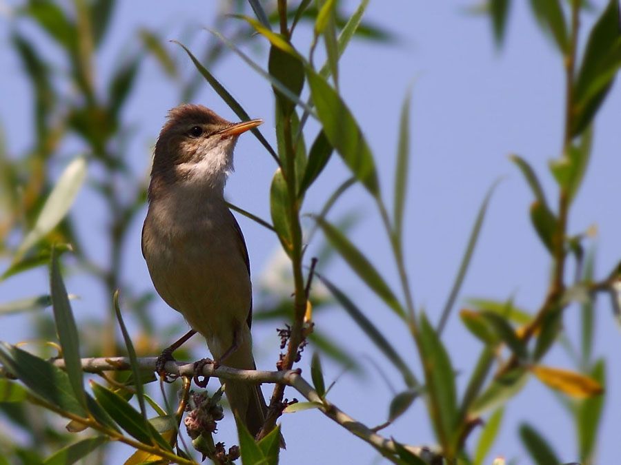 Eastern Olivaceous Warbler