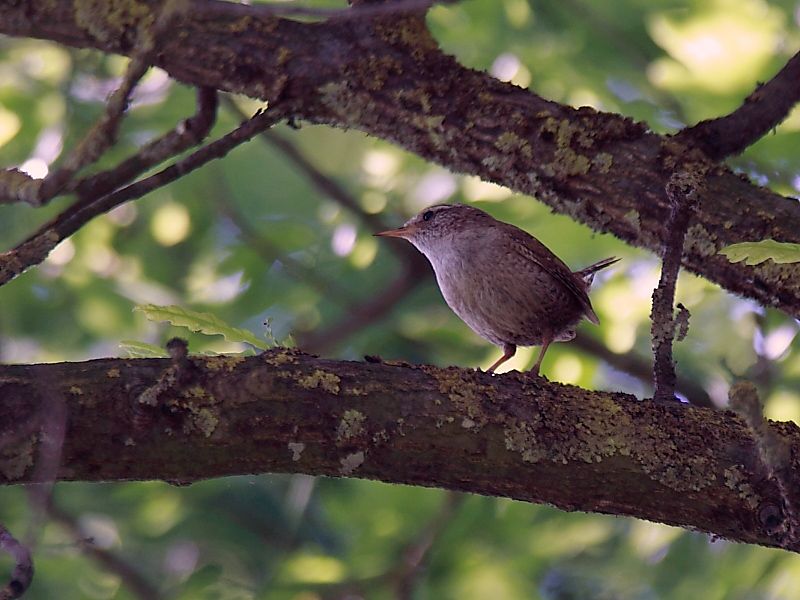 Eurasian Wren