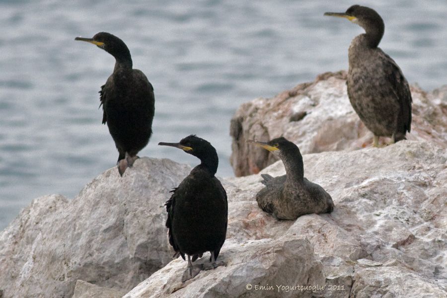 European Shag